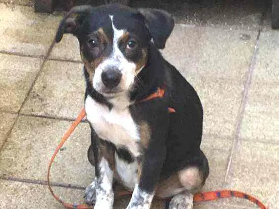 Cachorro ra a Misturado idade 2 a 6 meses nome Ballinha
