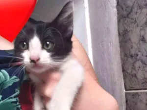 Gato raça Srd idade 2 a 6 meses nome Filhotinhos 