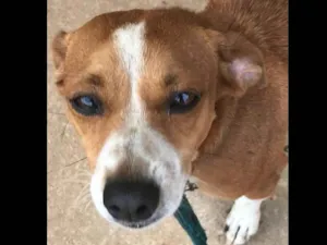 Cachorro raça Vira lata idade 2 anos nome Atena