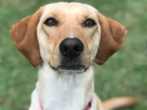 Cachorro raça Srd idade 1 ano nome Princesa 