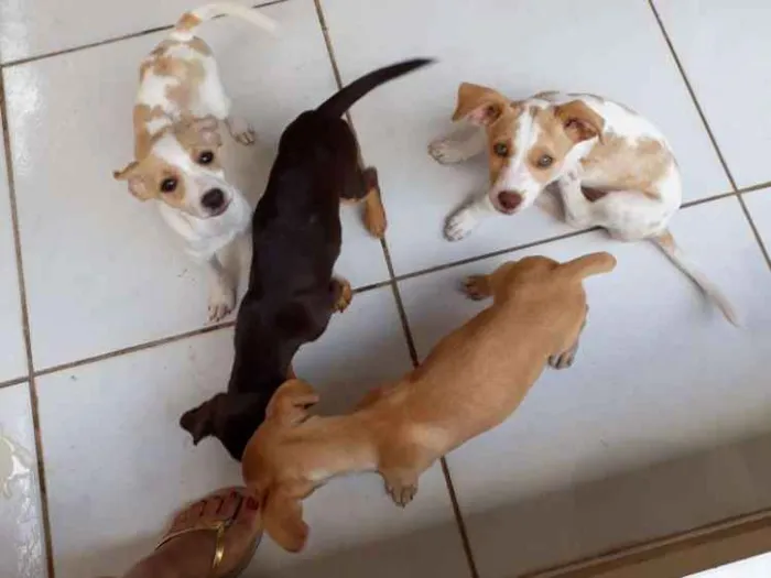 Cachorro ra a Sem raça definida  idade 2 a 6 meses nome Ainda não tem 