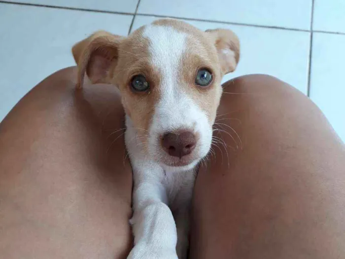 Cachorro ra a Sem raça definida  idade 2 a 6 meses nome Ainda não tem 