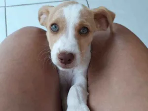 Cachorro raça Sem raça definida  idade 2 a 6 meses nome Ainda não tem 