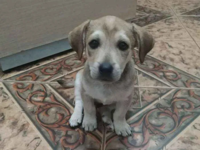 Cachorro raça SRD idade 2 a 6 meses nome Epaminondas