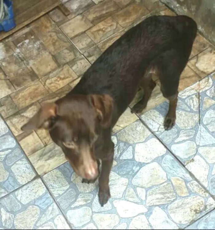 Cachorro ra a  idade 7 a 11 meses nome Martín 