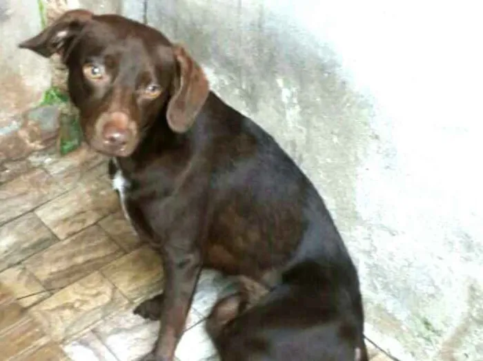 Cachorro ra a  idade 7 a 11 meses nome Martín 