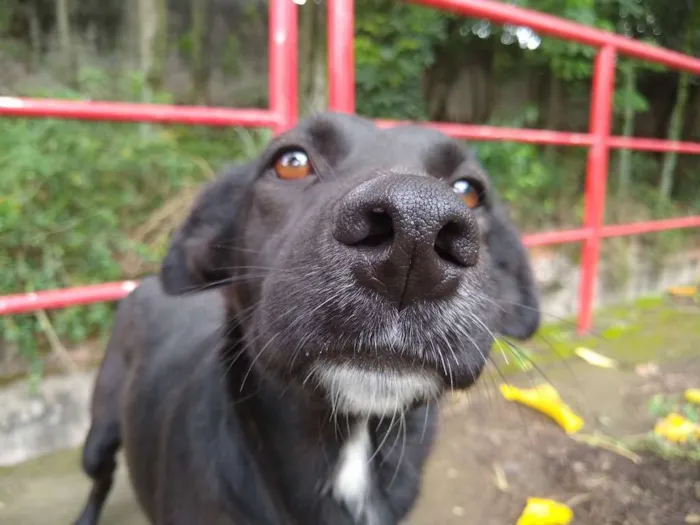 Cachorro ra a Vira lata  idade 2 anos nome Larissa 