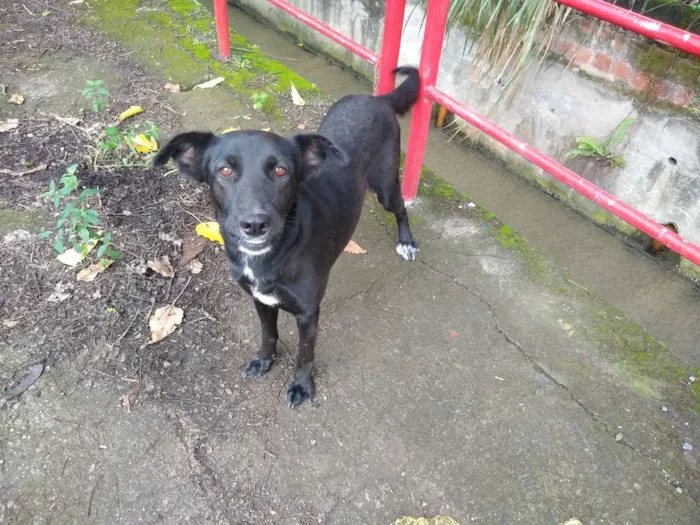 Cachorro ra a Vira lata  idade 2 anos nome Larissa 