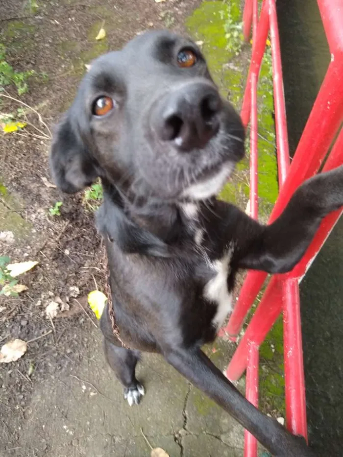 Cachorro ra a Vira lata  idade 2 anos nome Larissa 