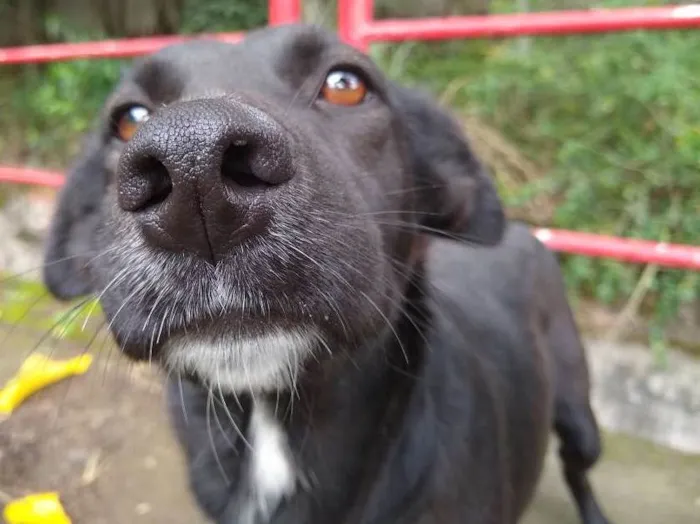 Cachorro ra a Vira lata  idade 2 anos nome Larissa 
