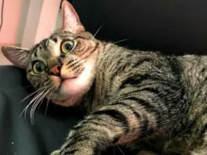 Gato raça SRD idade 2 anos nome Tisto