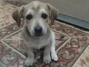 Cachorro raça SRD idade 2 a 6 meses nome Epaminondas