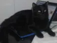 Fumaça