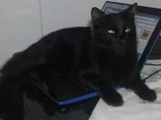 Gato raça Sem raça definida idade 1 ano nome Fumaça