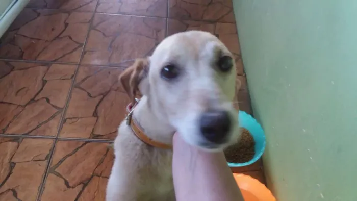 Cachorro ra a Vira lata idade 1 ano nome Florzinha 