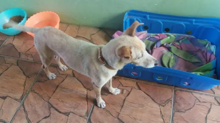 Cachorro ra a Vira lata idade 1 ano nome Florzinha 