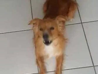 Cachorro raça N tem idade 4 anos nome Charlie