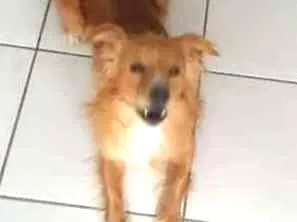 Cachorro raça N tem idade 4 anos nome Charlie