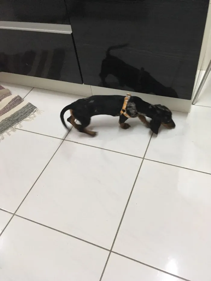 Cachorro ra a Dachshund  idade 2 a 6 meses nome Pop