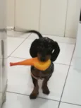 Pop