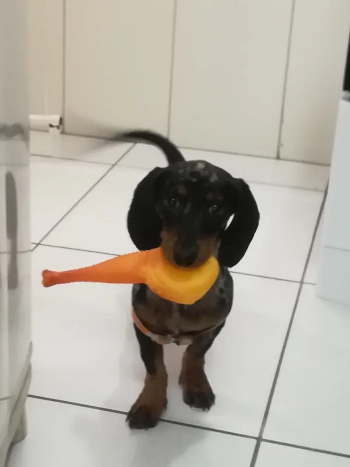 Cachorro ra a Dachshund  idade 2 a 6 meses nome Pop
