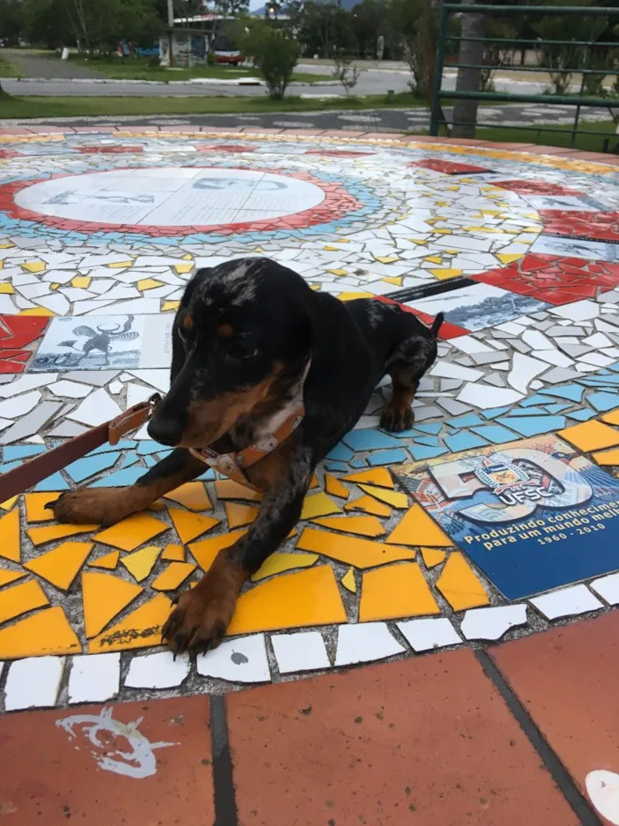 Cachorro ra a Dachshund  idade 2 a 6 meses nome Pop