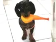 Pop