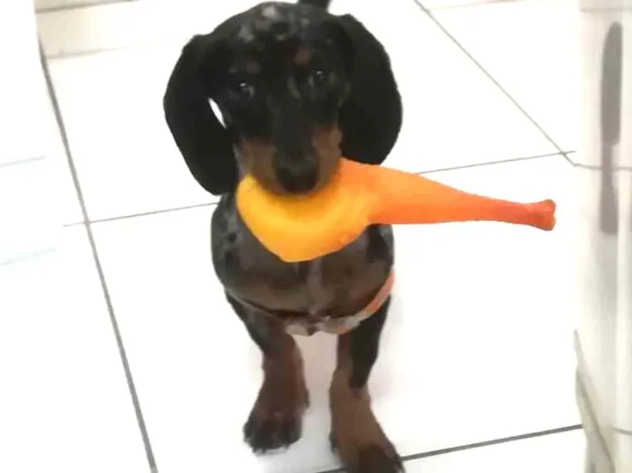 Cachorro ra a Dachshund  idade 2 a 6 meses nome Pop