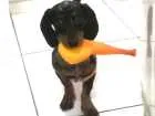 Cachorro raça Dachshund  idade 2 a 6 meses nome Pop