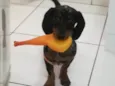 Pop