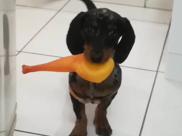 Cachorro ra a Dachshund  idade 2 a 6 meses nome Pop