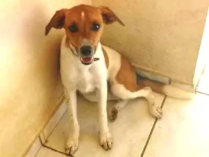 Cachorro raça Border Collie com Bassett idade 2 a 6 meses nome Bulda