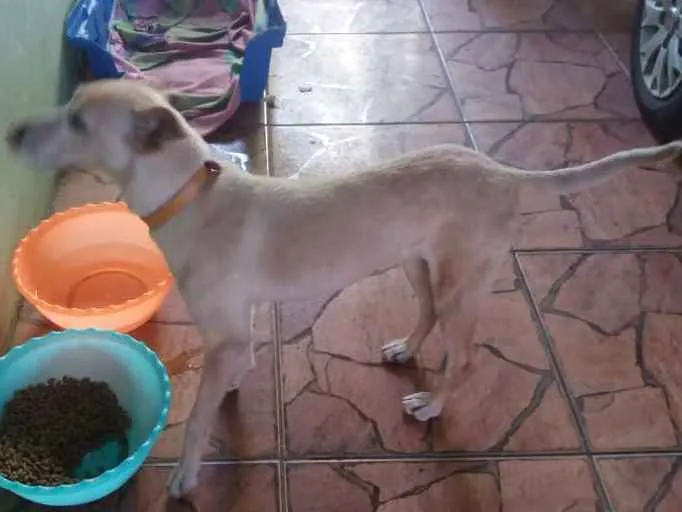 Cachorro ra a Vira lata idade 1 ano nome Florzinha 