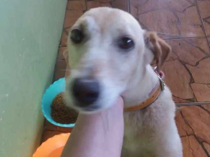 Cachorro ra a Vira lata idade 1 ano nome Florzinha 
