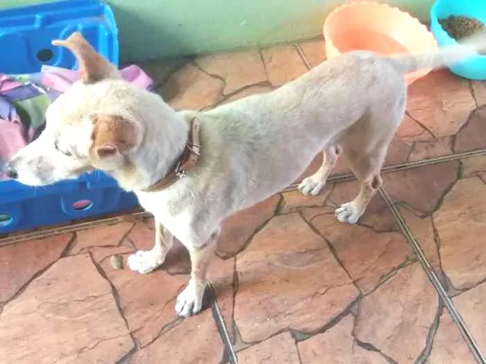 Cachorro ra a Vira lata idade 1 ano nome Florzinha 