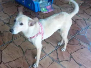 Cachorro raça Vira lata idade 1 ano nome Florzinha 