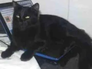 Gato raça Sem raça definida idade 1 ano nome Fumaça