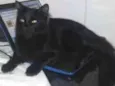 Fumaça