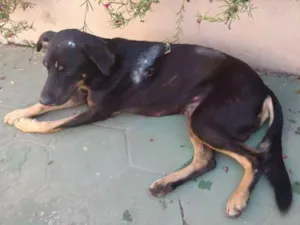 Cachorro raça Não sei idade 5 anos nome Não sei