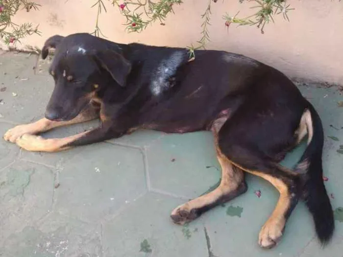 Cachorro ra a Não sei idade 5 anos nome Não sei