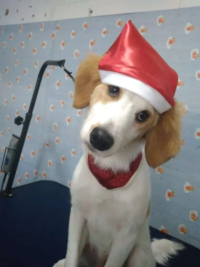 Cachorro ra a Srd idade 7 a 11 meses nome Duck