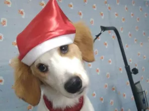 Cachorro raça Srd idade 7 a 11 meses nome Duck