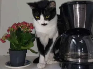 Gato raça  idade 2 anos nome Álex