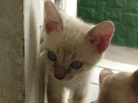 Gato ra a Siamesa  idade Abaixo de 2 meses nome Shiva