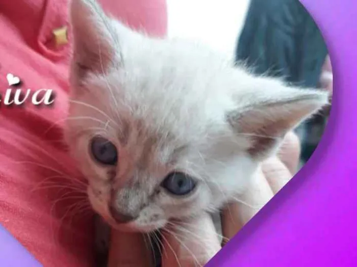 Gato ra a Siamesa  idade Abaixo de 2 meses nome Shiva