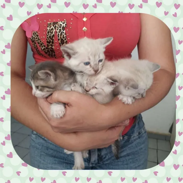 Gato ra a Siamesa  idade Abaixo de 2 meses nome Shiva