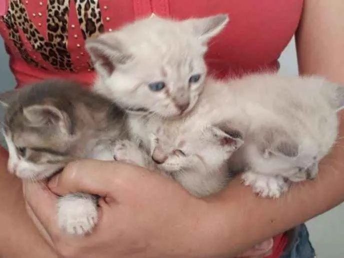 Gato ra a Siamesa  idade Abaixo de 2 meses nome Shiva