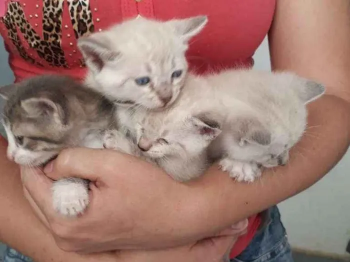 Gato ra a Siamesa  idade Abaixo de 2 meses nome Bela