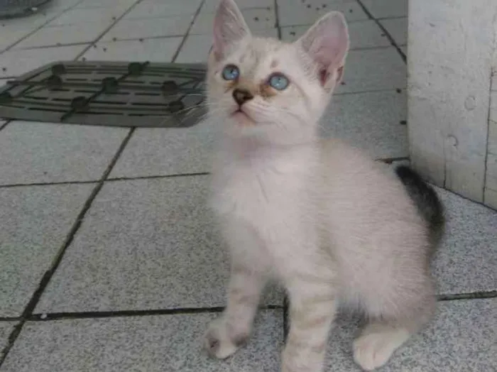 Gato ra a Siamesa  idade Abaixo de 2 meses nome Bela