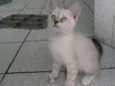 Bela
